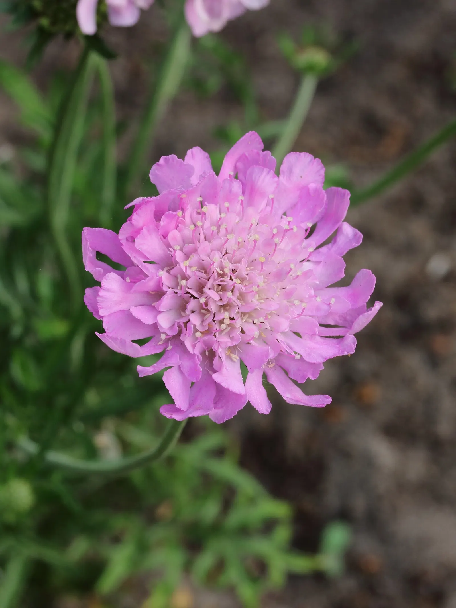 Pink Mist Pincushion Flower (Scabiosa 'Pink Mist') — scientifically named Scabiosa 'Pink Mist'