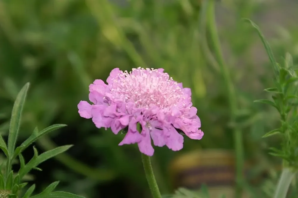 Pink Mist Pincushion Flower (Scabiosa 'Pink Mist') — adding an interactive element to the client's landscape