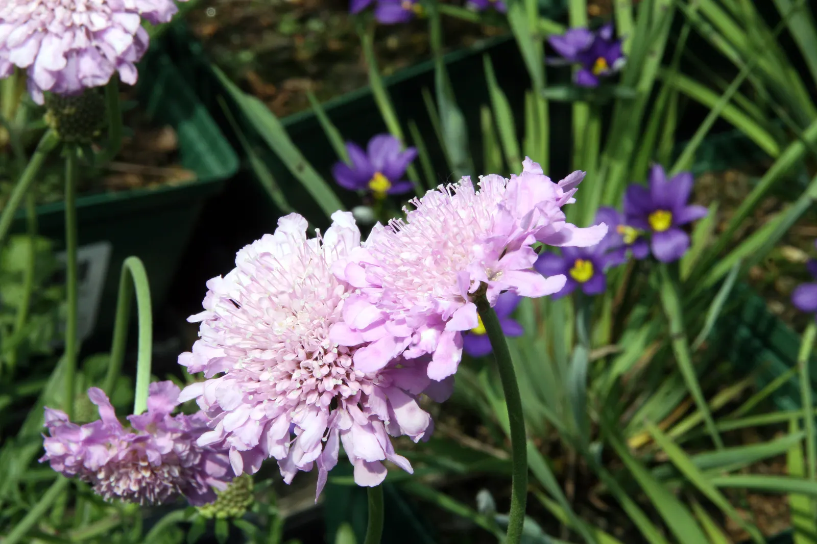 Pink Mist Pincushion Flower (Scabiosa 'Pink Mist') — The flowers, appearing from late spring to fall, attract butterflies and are excellent for cutting