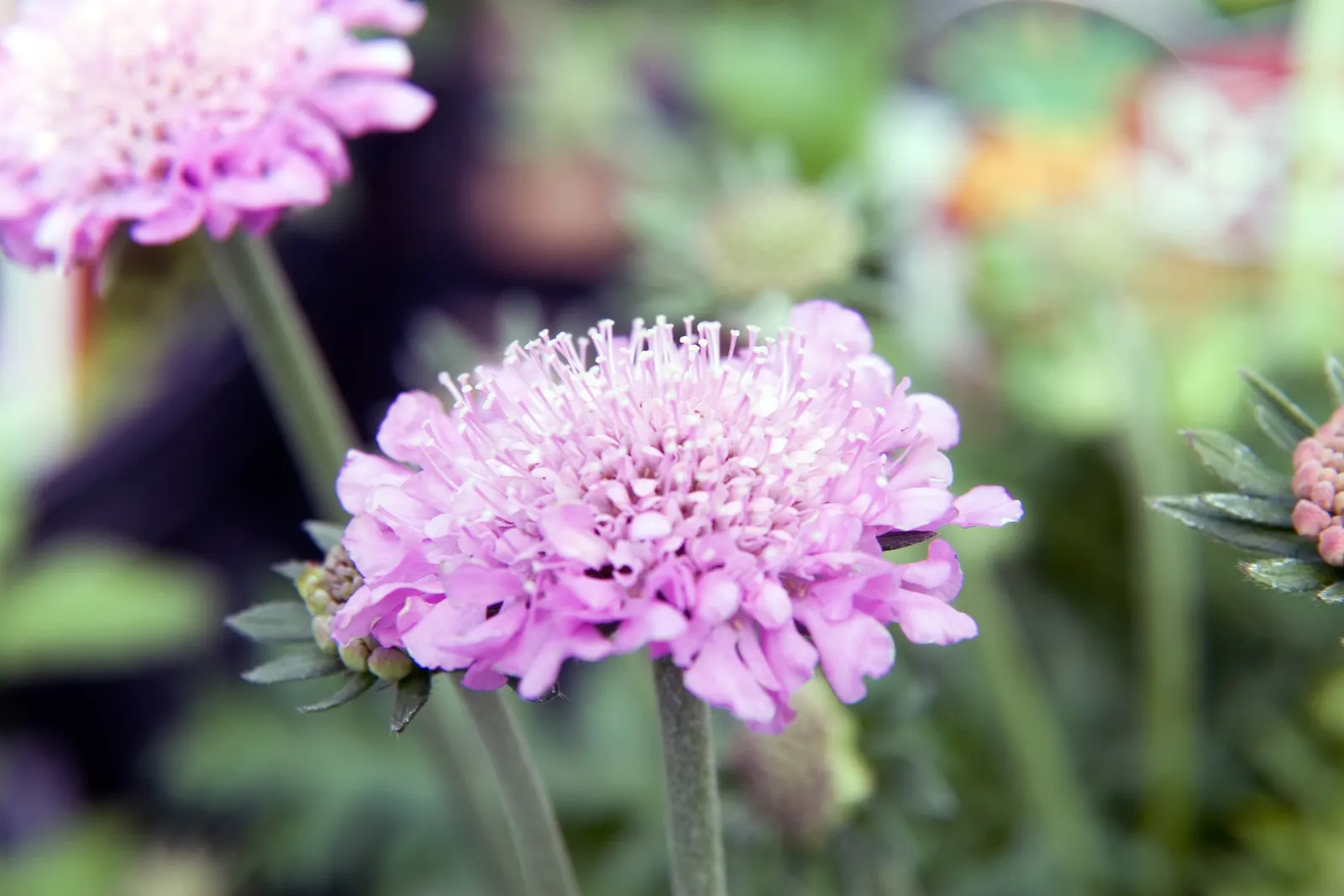 Pink Mist Pincushion Flower (Scabiosa 'Pink Mist') — is an enchanting perennial that provides a delicate aesthetic to any garden design