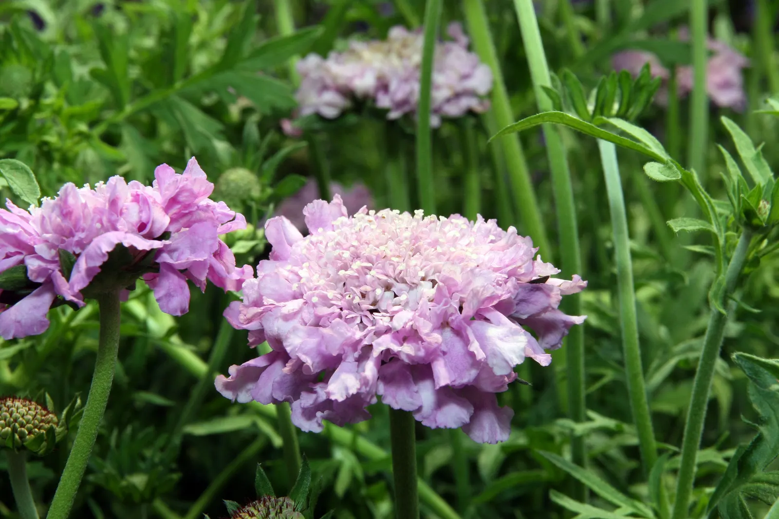 Pink Mist Pincushion Flower (Scabiosa 'Pink Mist') — It flourishes in full sun to partial shade and prefers well-drained soil