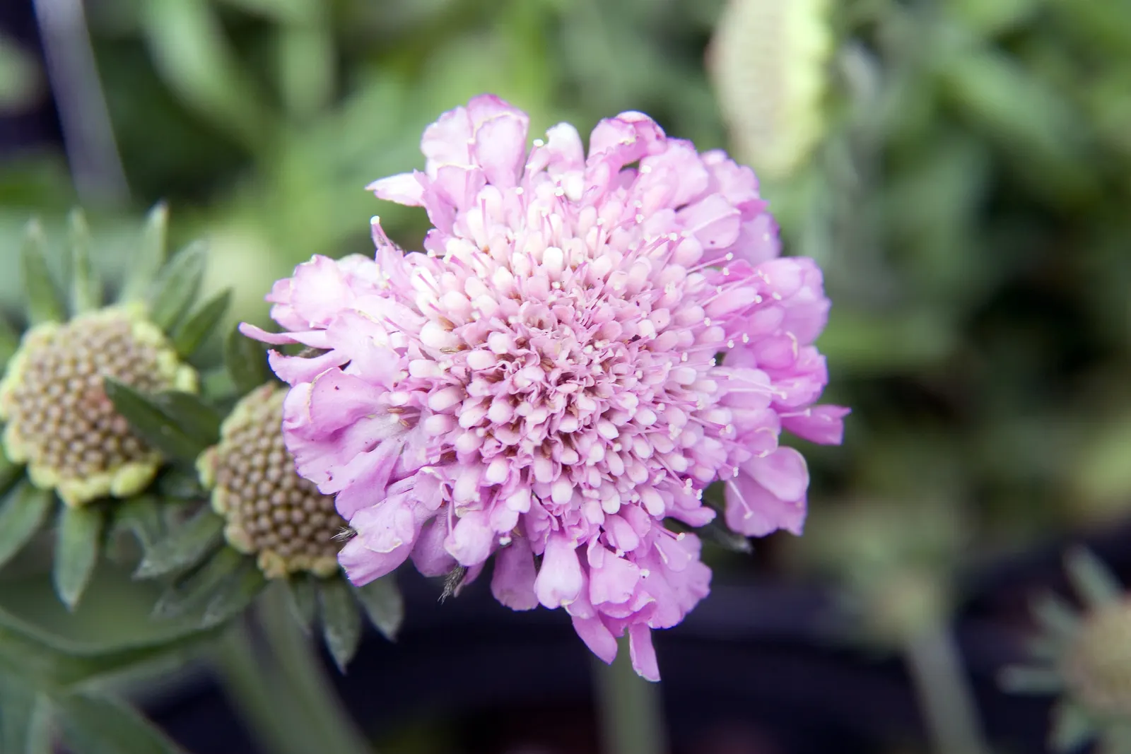 Pink Mist Pincushion Flower (Scabiosa 'Pink Mist') — or as a charming addition to a cottage garden.<br><br>Flourishing in USDA hardiness zones 3 through 9