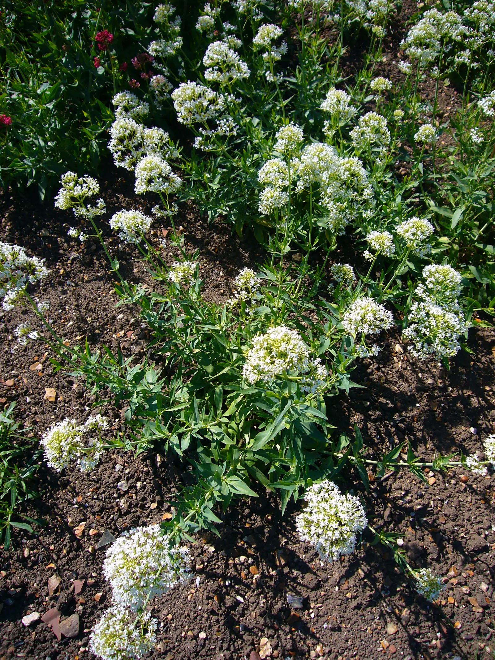 White Valerian (Centranthus Ruber 'Albus') — with a spread of 1 to 2 feet
