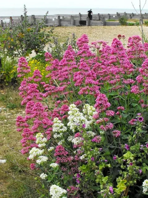White Valerian (Centranthus Ruber 'Albus') — offering an elegant yet effortless enhancement to your landscape design