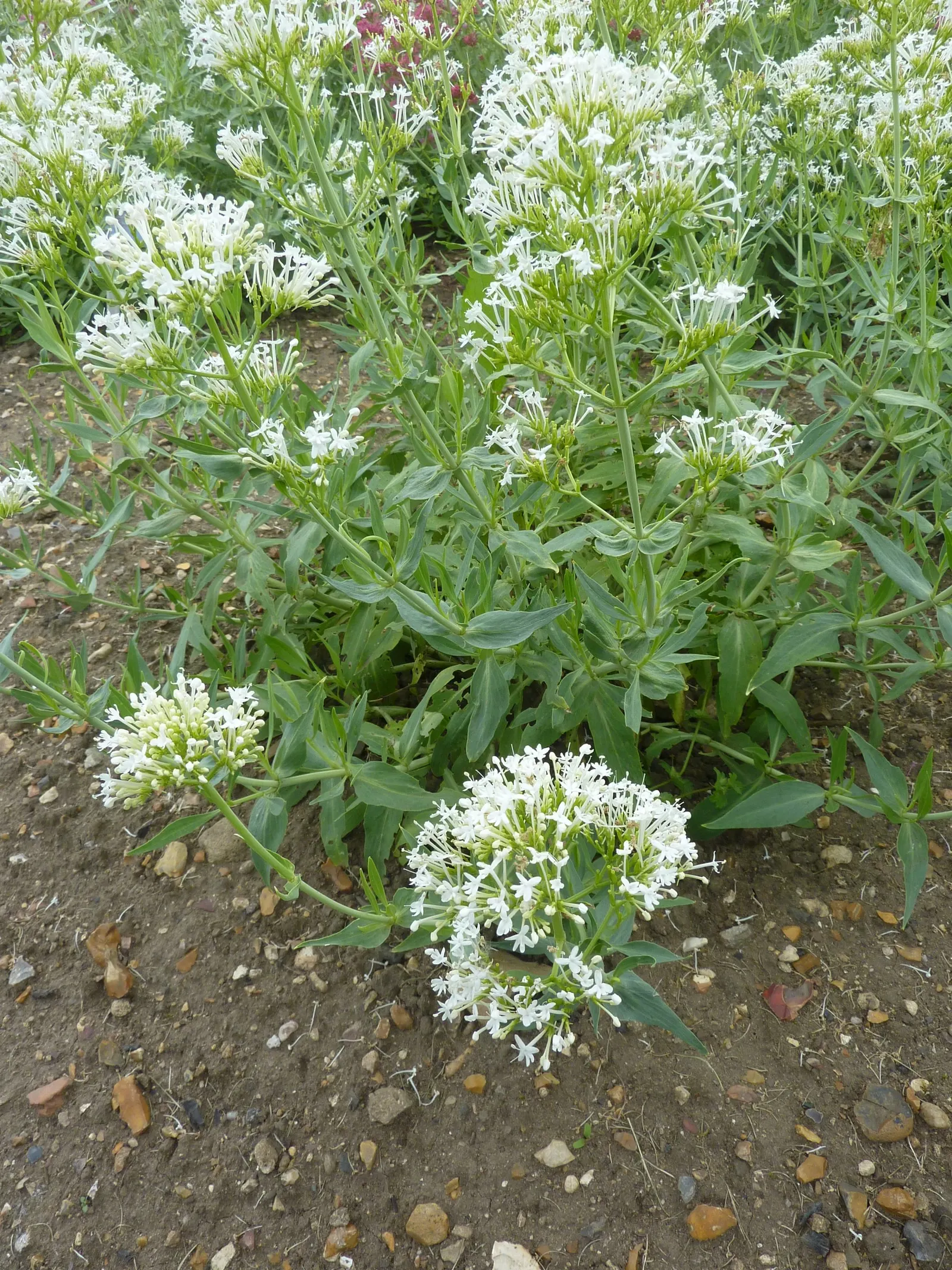 White Valerian (Centranthus Ruber 'Albus') — making it an excellent low-maintenance choice for borders or wild garden areas