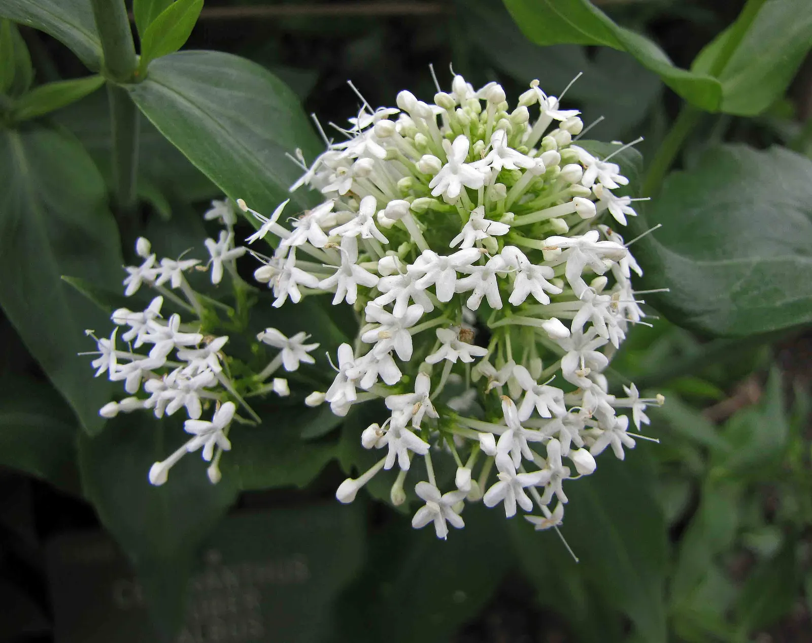 White Valerian (Centranthus Ruber 'Albus') — Reaching an approximate mature height of 2 to 3 feet