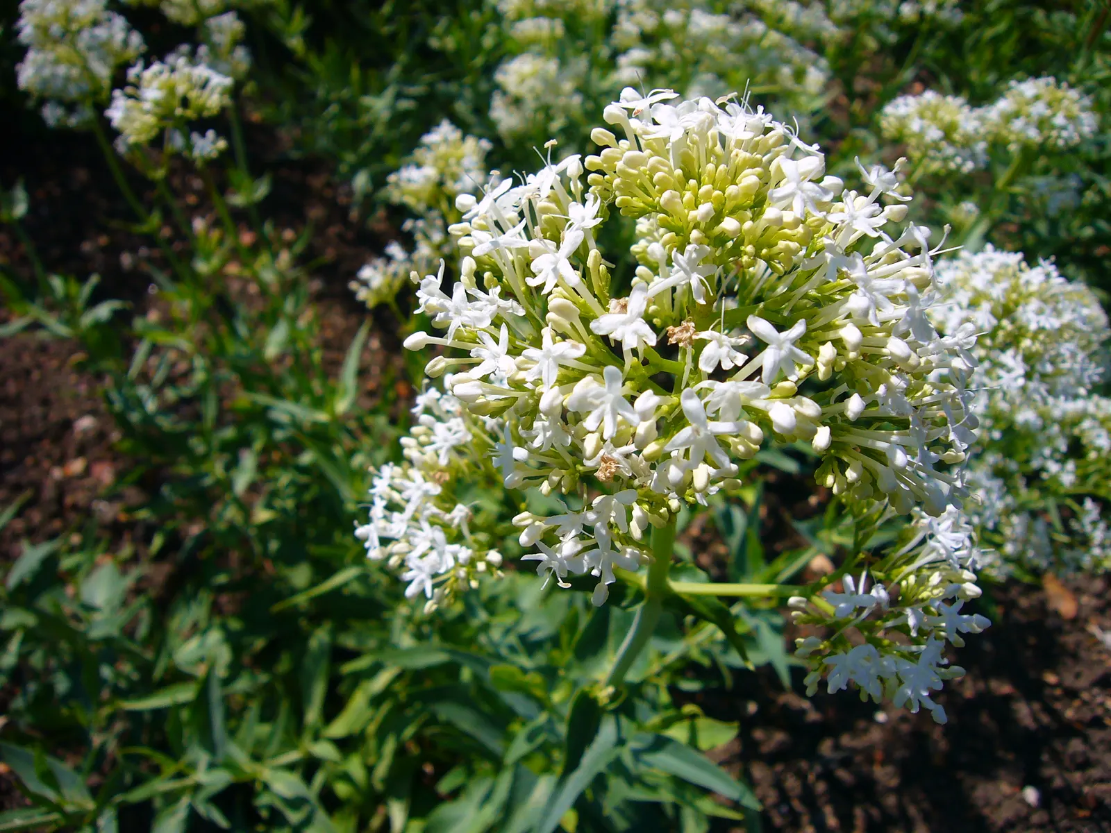 White Valerian (Centranthus Ruber 'Albus') — is an eye-catching herbaceous perennial