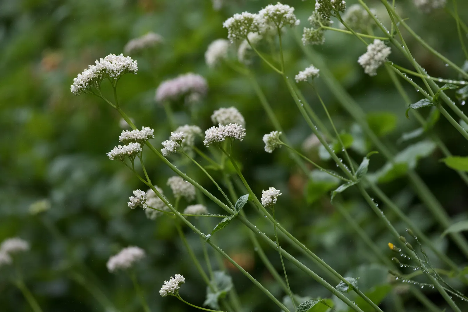White Valerian (Centranthus Ruber 'Albus') — typically each an inch across