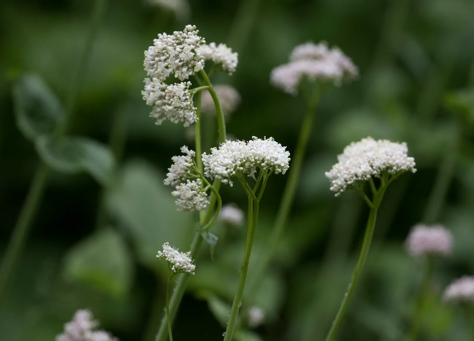 White Valerian (Centranthus Ruber 'Albus') — white flowers that bloom from late spring into fall
