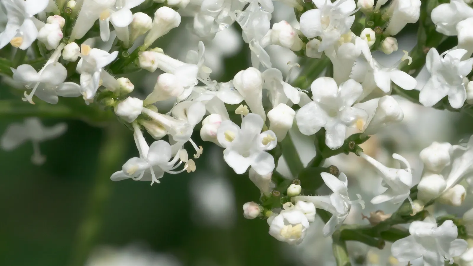 White Valerian (Centranthus Ruber 'Albus') — making it suitable for a variety of temperate gardens.<br><br>This species boasts lance-shaped