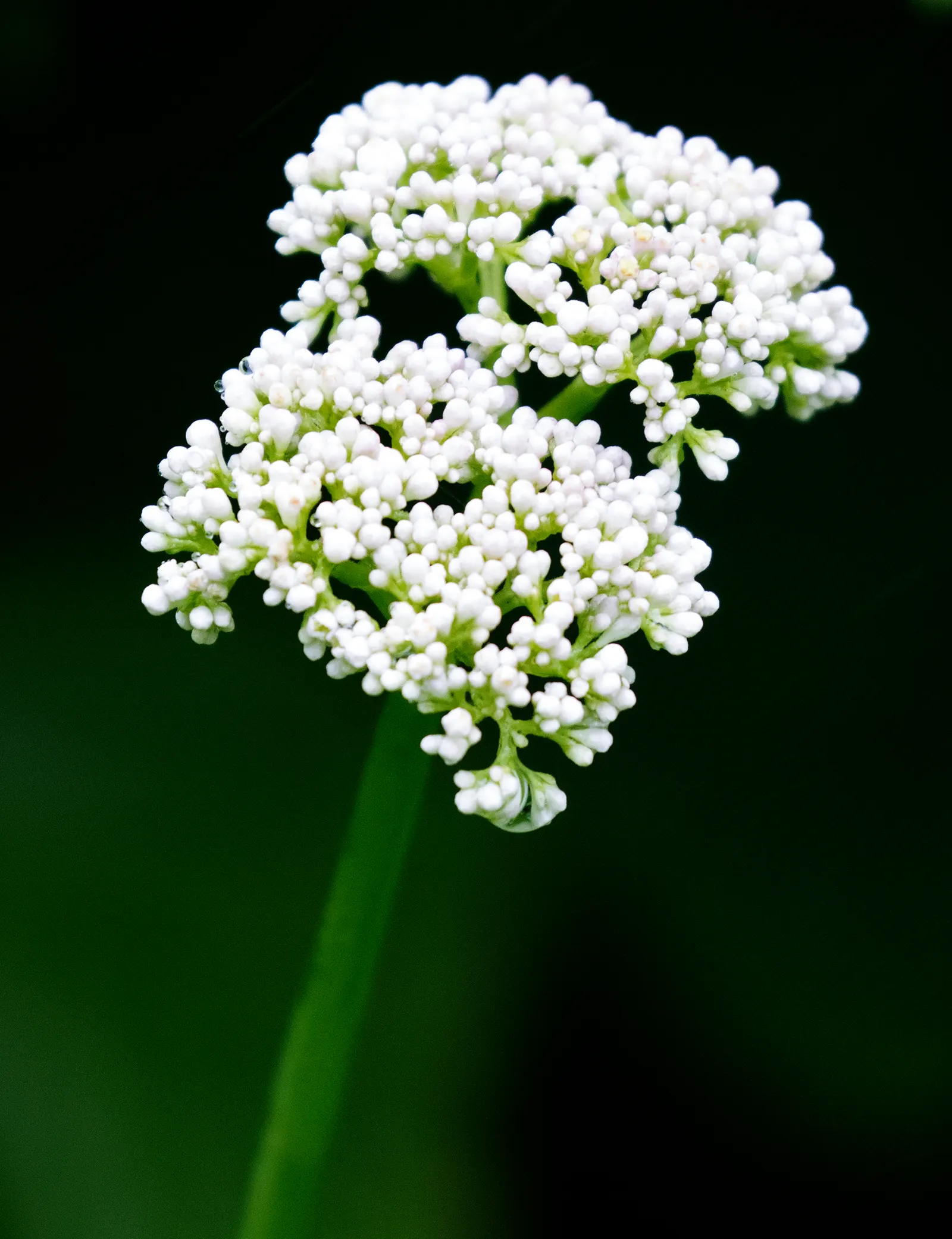 White Valerian (Centranthus Ruber 'Albus') — the White Valerian performs best in well-drained soils