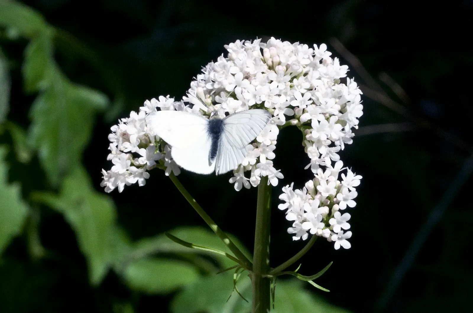 White Valerian (Centranthus Ruber 'Albus') — It's notably drought-tolerant once established
