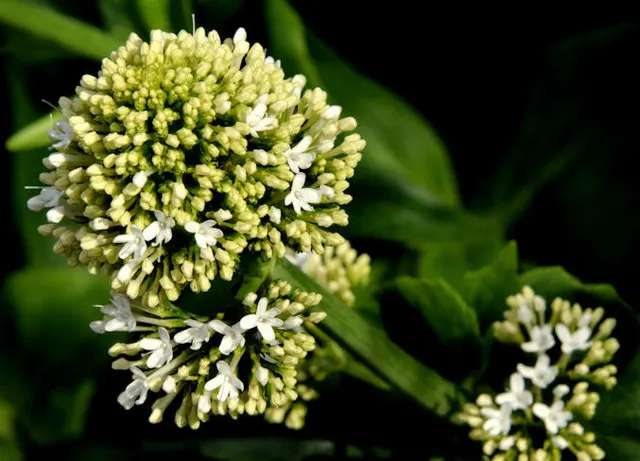White Valerian (Centranthus Ruber 'Albus') — highly regarded by both landscapers and garden enthusiasts for its resilience and charm