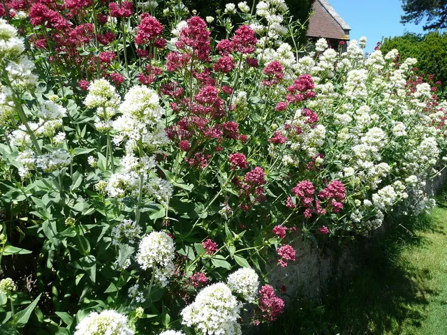 White Valerian (Centranthus Ruber 'Albus') — This sun-loving plant tolerates poor soil and drought conditions
