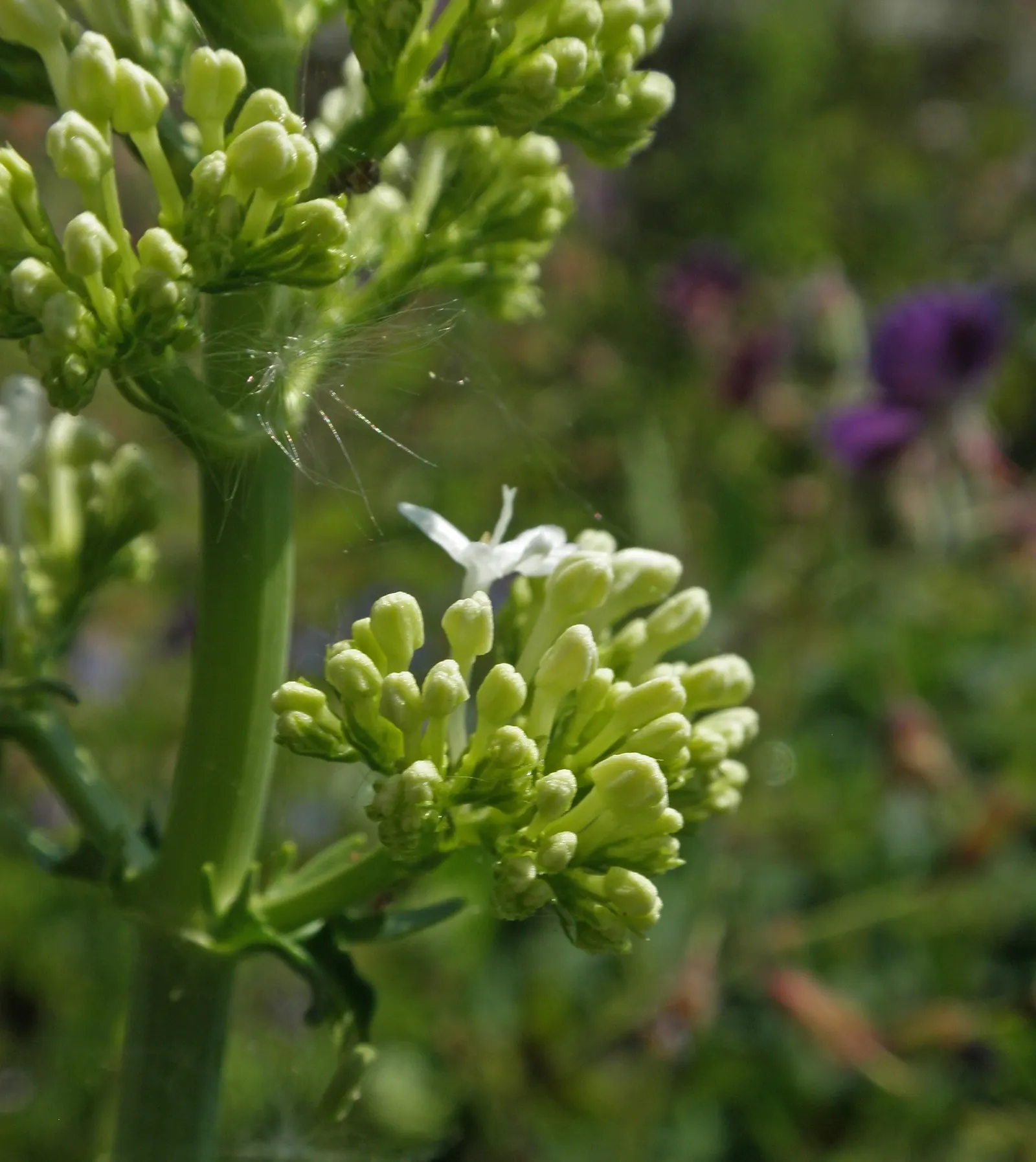 White Valerian (Centranthus Ruber 'Albus') — Thriving in USDA zones 5-8, it stands 2-3 feet tall with a similar spread