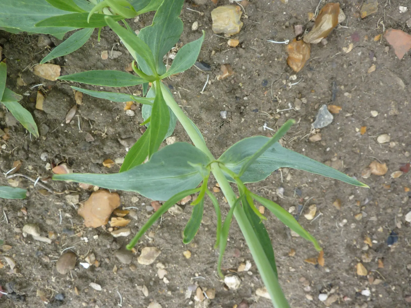 White Valerian (Centranthus Ruber 'Albus') — commonly known as the White Valerian or White Jupiter's Beard