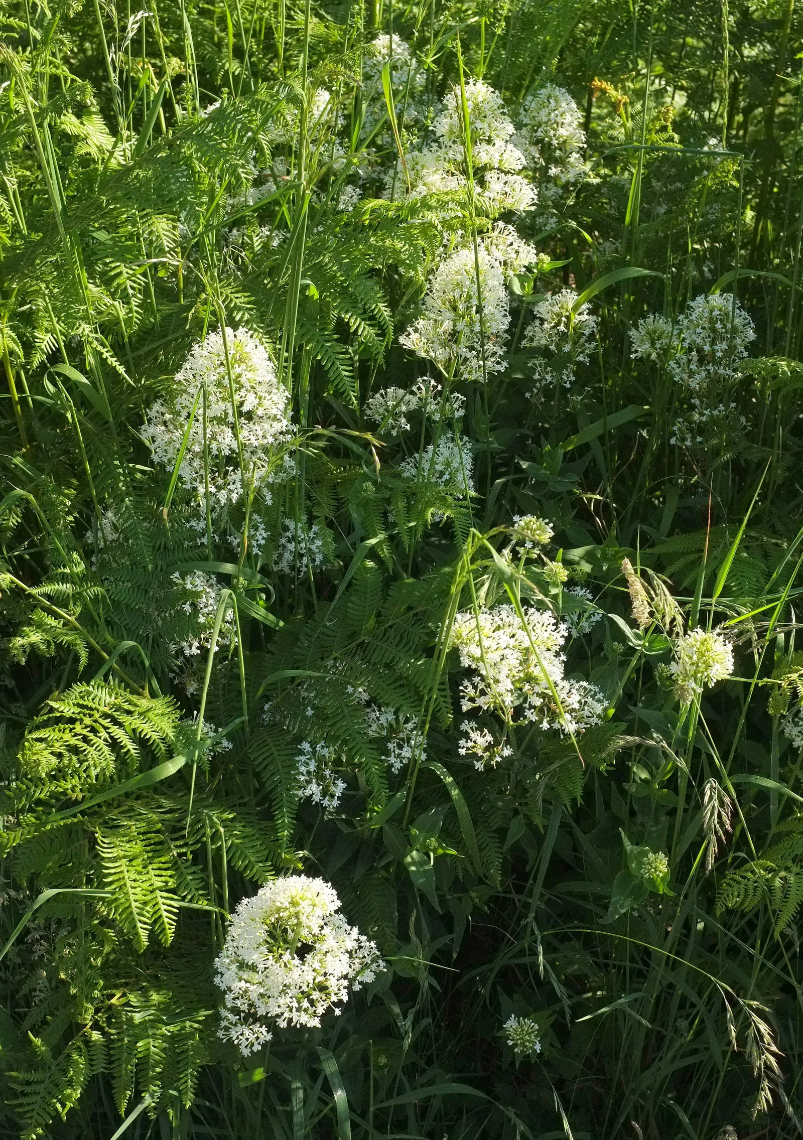 White Valerian (Centranthus Ruber 'Albus') — Attracts pollinators from May to September, adding a dynamic layer to the landscape