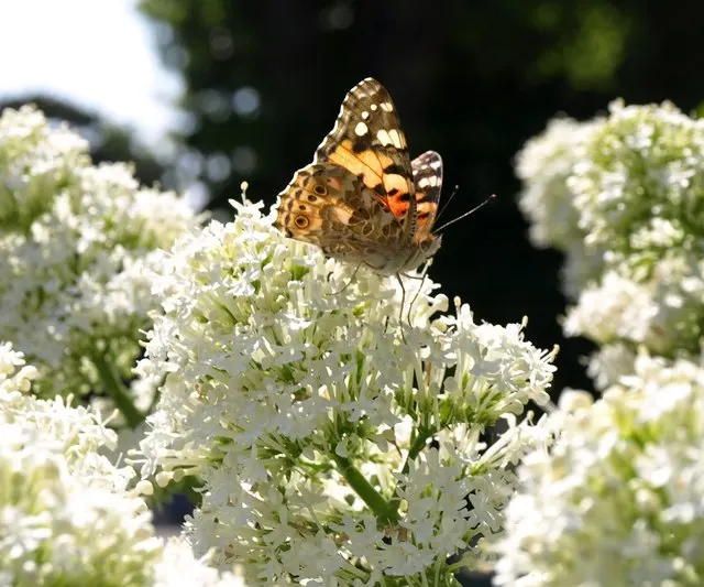White Valerian (Centranthus Ruber 'Albus') — or as a naturalized planting