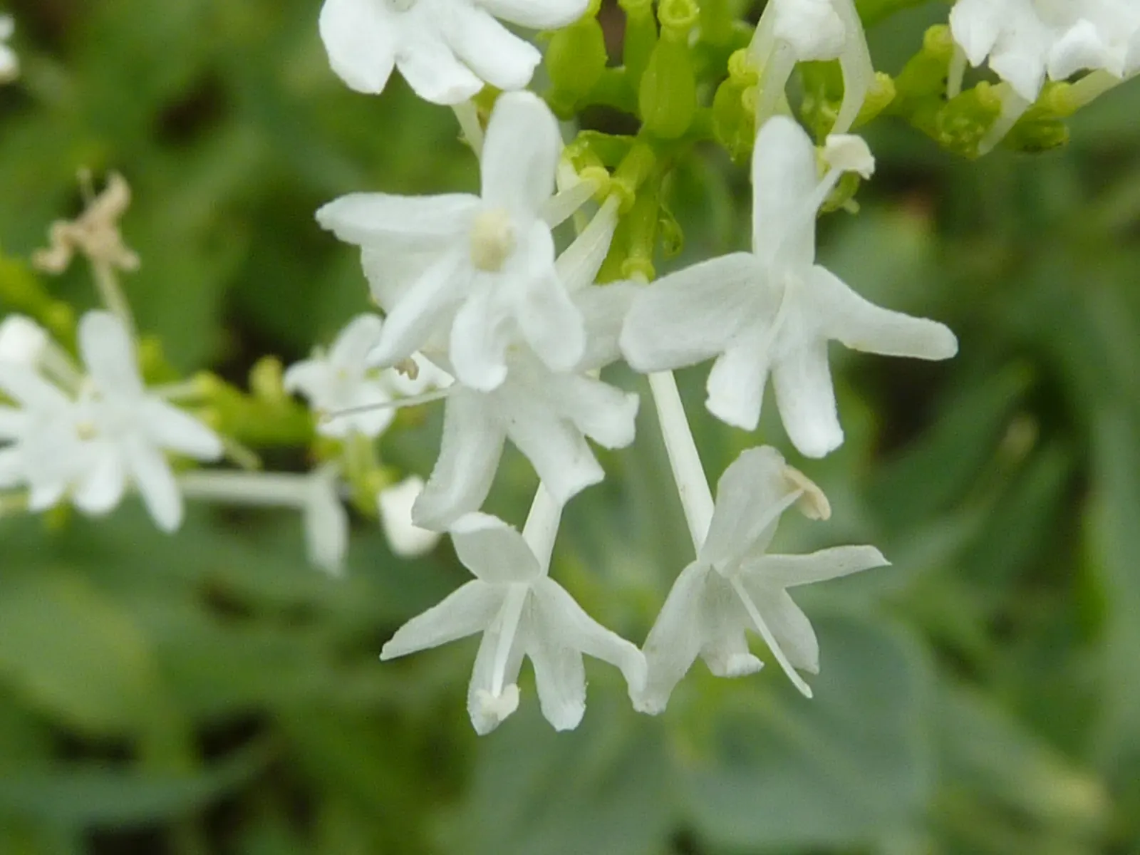 White Valerian (Centranthus Ruber 'Albus') — white flowers in the garden