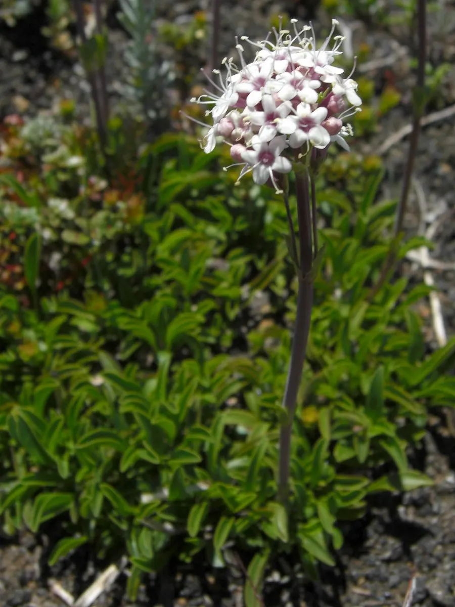 White Valerian (Centranthus Ruber 'Albus') — star-shaped white flowers