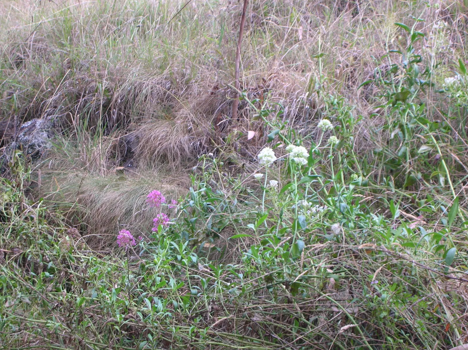 White Valerian (Centranthus Ruber 'Albus') — making it an excellent choice for xeriscaping or in areas that experience dry spells