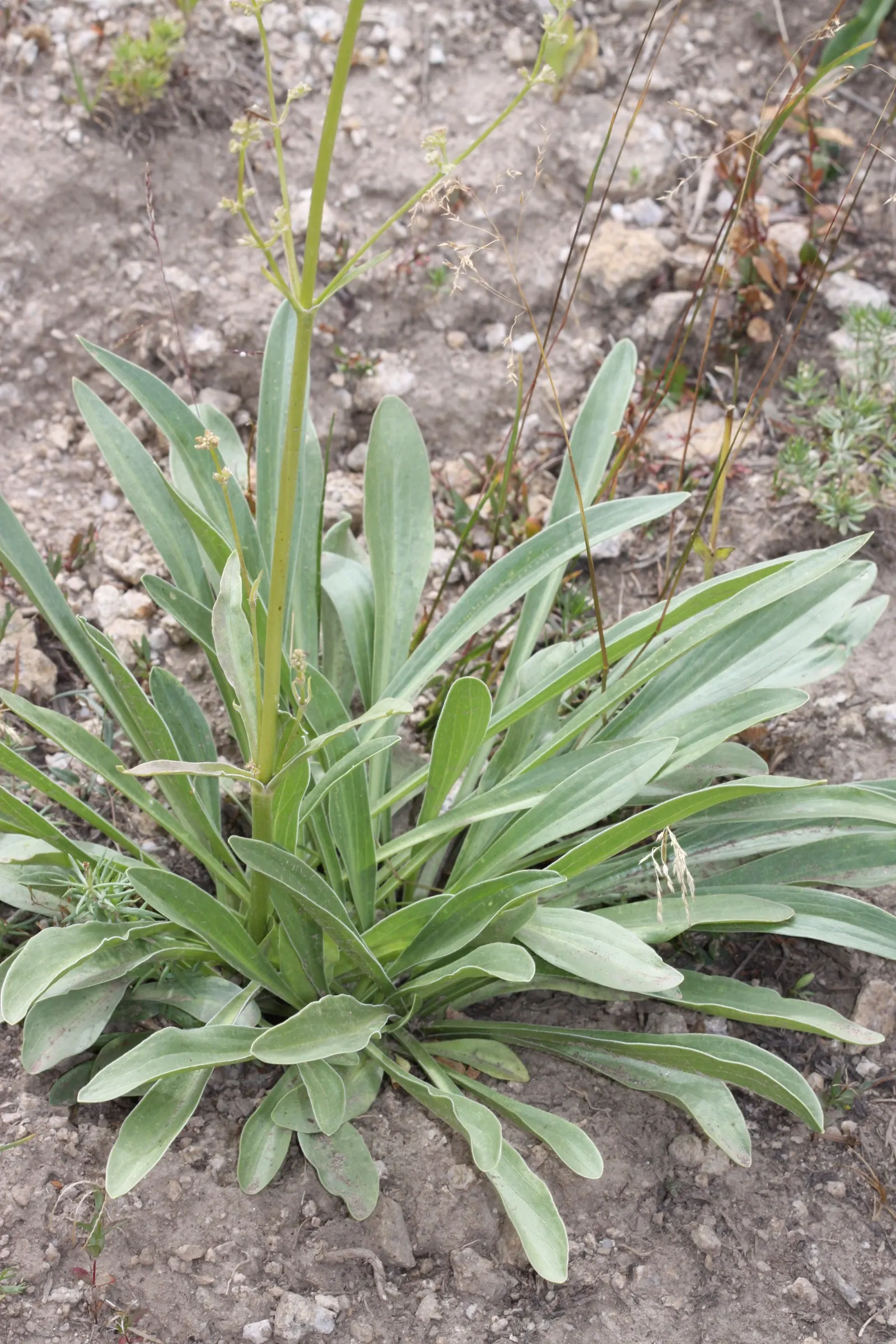 White Valerian (Centranthus Ruber 'Albus') — this plant can be propagated by seed or division