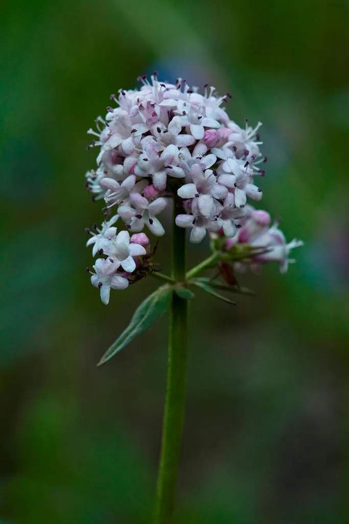 White Valerian (Centranthus Ruber 'Albus') — are beloved by pollinators such as butterflies and bees