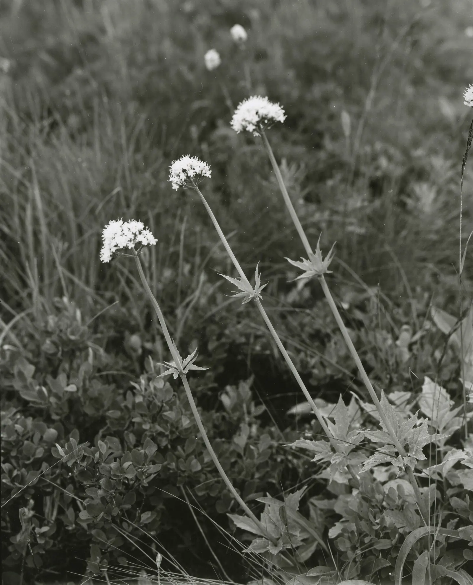 White Valerian (Centranthus Ruber 'Albus') — is a robust perennial featuring dense clusters of fragrant