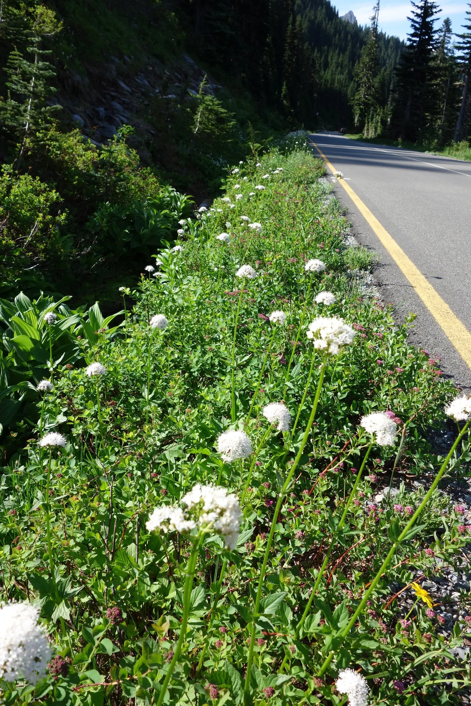 White Valerian (Centranthus Ruber 'Albus') — Centranthus ruber 'Albus' is an ideal selection for adding long-lasting texture and color to borders