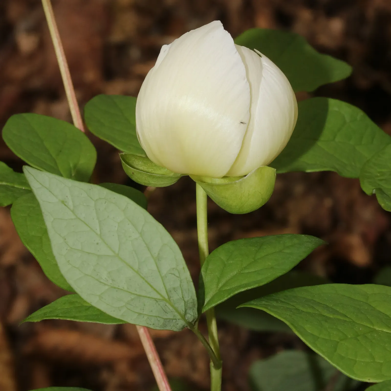 Obovate Peony (Paeonia Obovata) — The Obovate Peony (Paeonia obovata) is a graceful perennial valued for its striking blooms and lush foliage; often with a