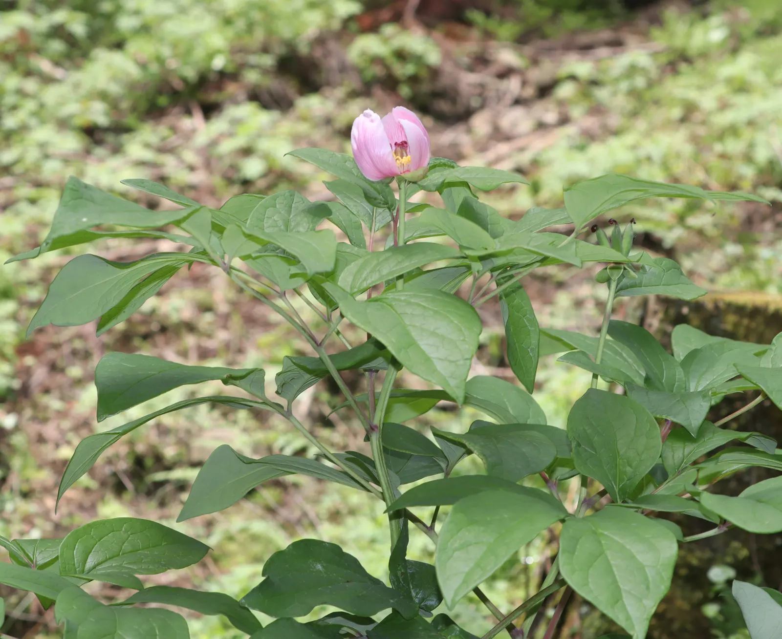 Obovate Peony (Paeonia Obovata) — bowl-shaped flowers in spring; making for an eye-catching mid-border or understory plant