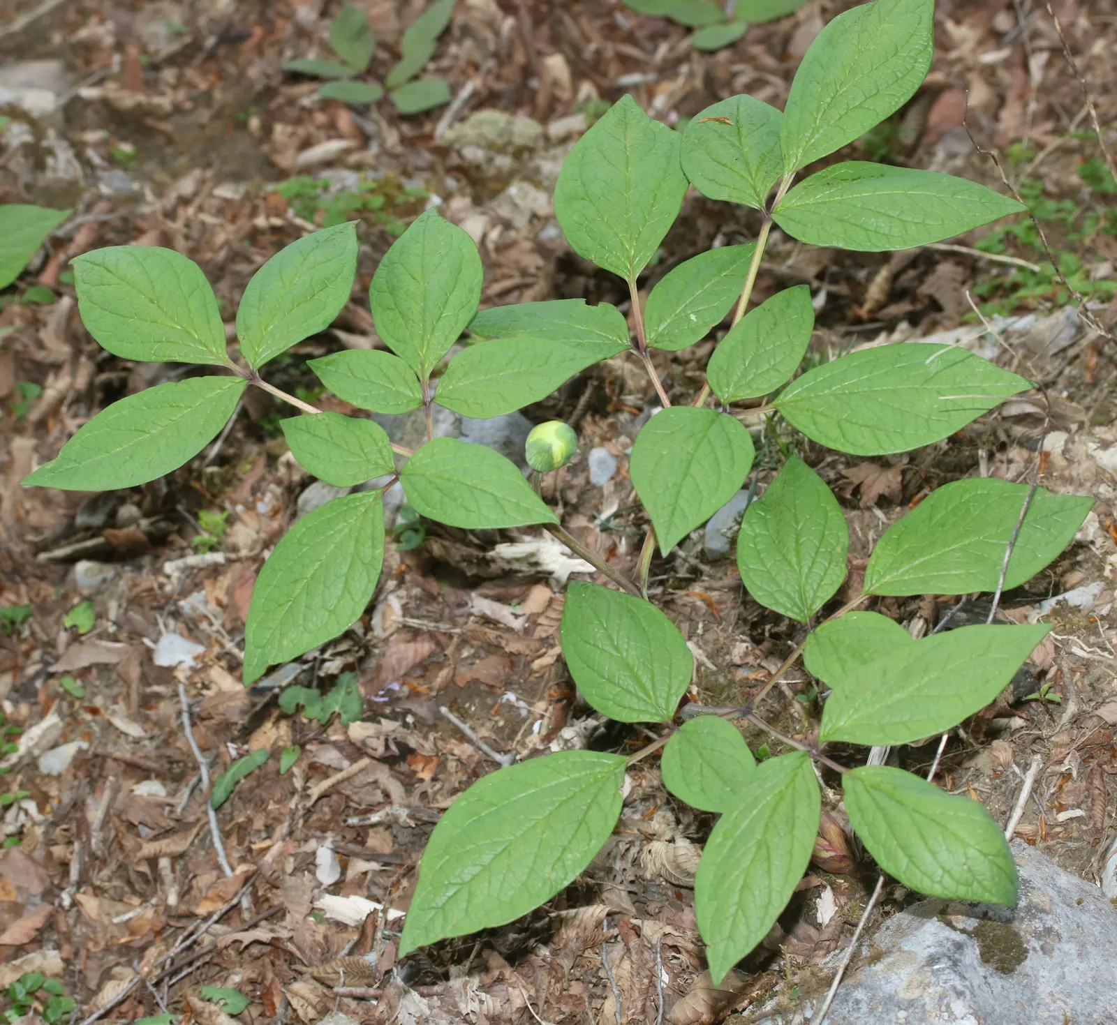 Obovate Peony (Paeonia Obovata) — often with a central burst of yellow stamens; bowl-shaped flowers in spring