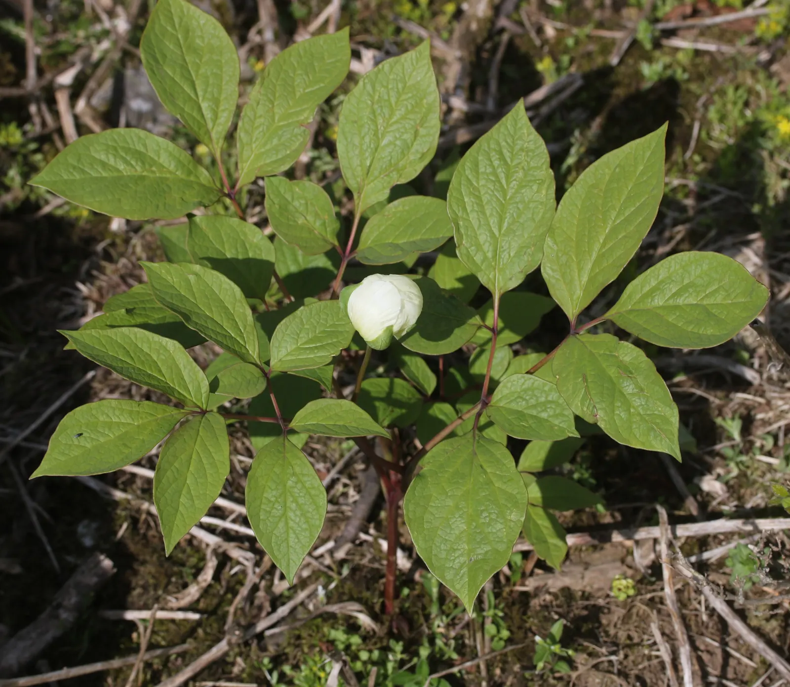 Obovate Peony (Paeonia Obovata) — it requires well-drained soil enriched with organic matter and a position that gets partial to full sunlight; the, image 63