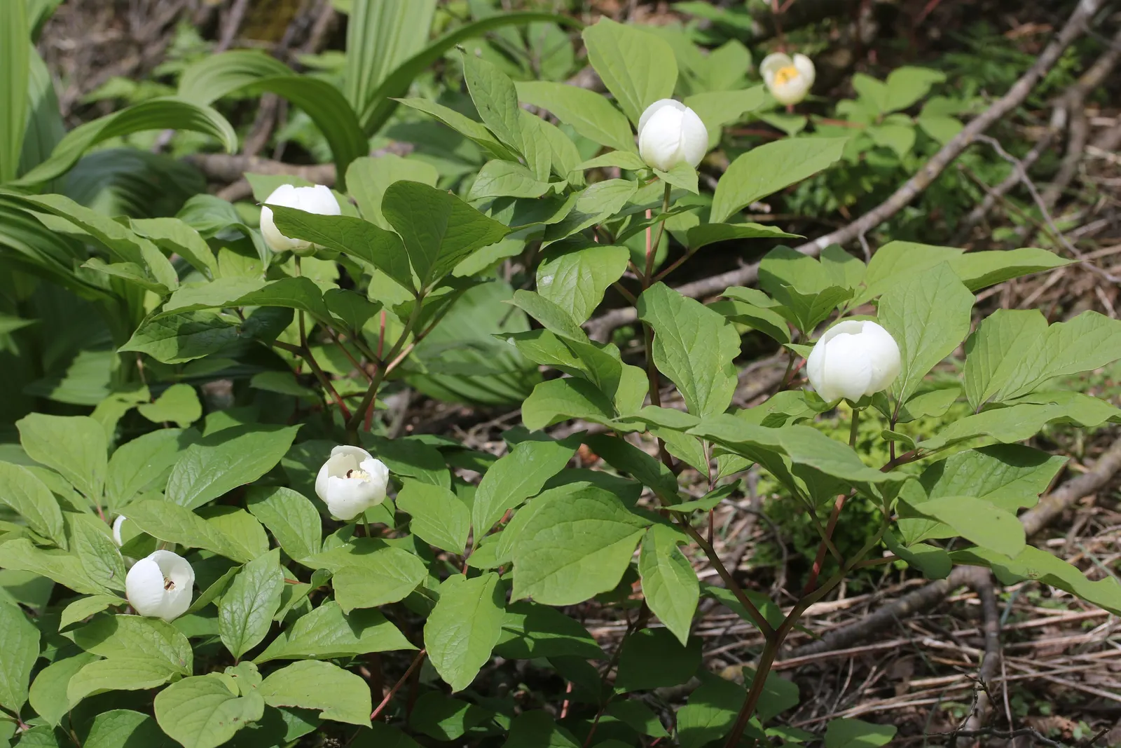 Obovate Peony (Paeonia Obovata) — It's also drought tolerant once established
