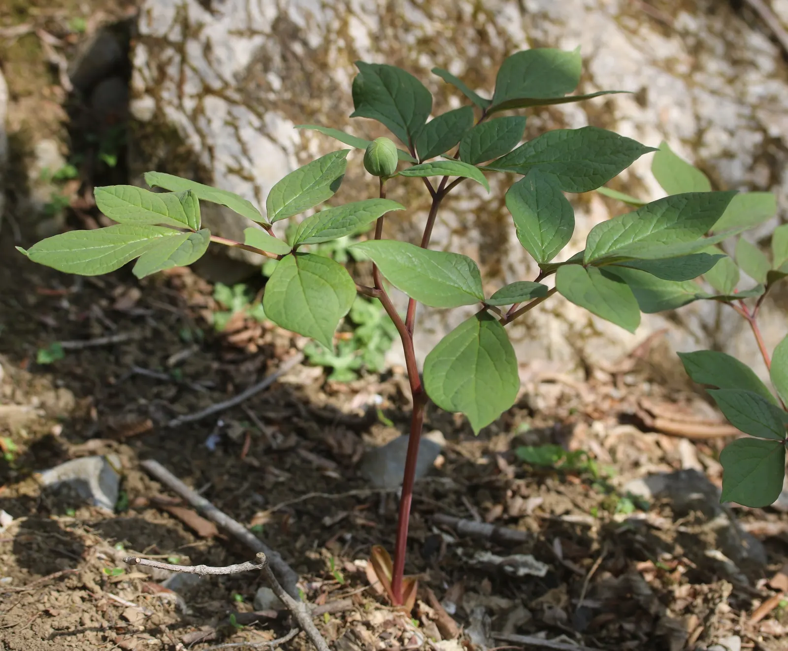 Obovate Peony (Paeonia Obovata) — it thrives in partial shade and well-drained soil; demonstrating a resilience suitable for a variety of temperate
