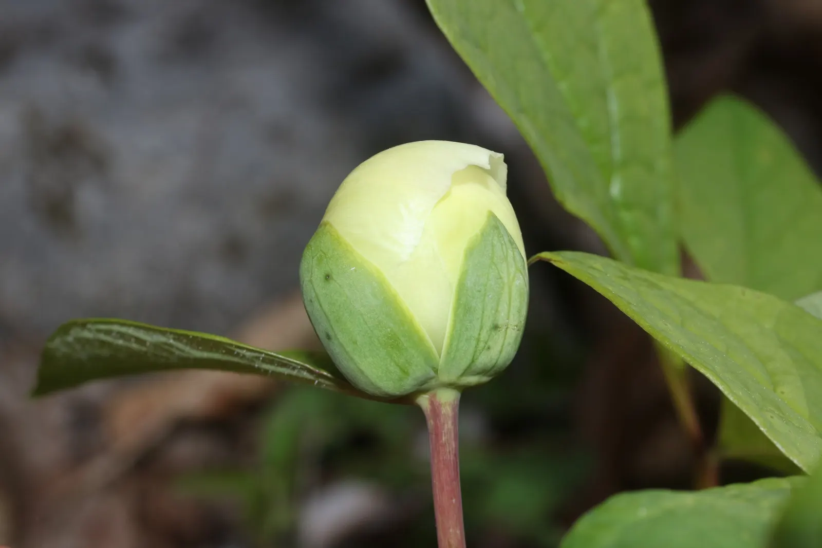 Obovate Peony (Paeonia Obovata) — demonstrating a resilience suitable for a variety of temperate climates.<br><br>Characteristically; providing a, image 55