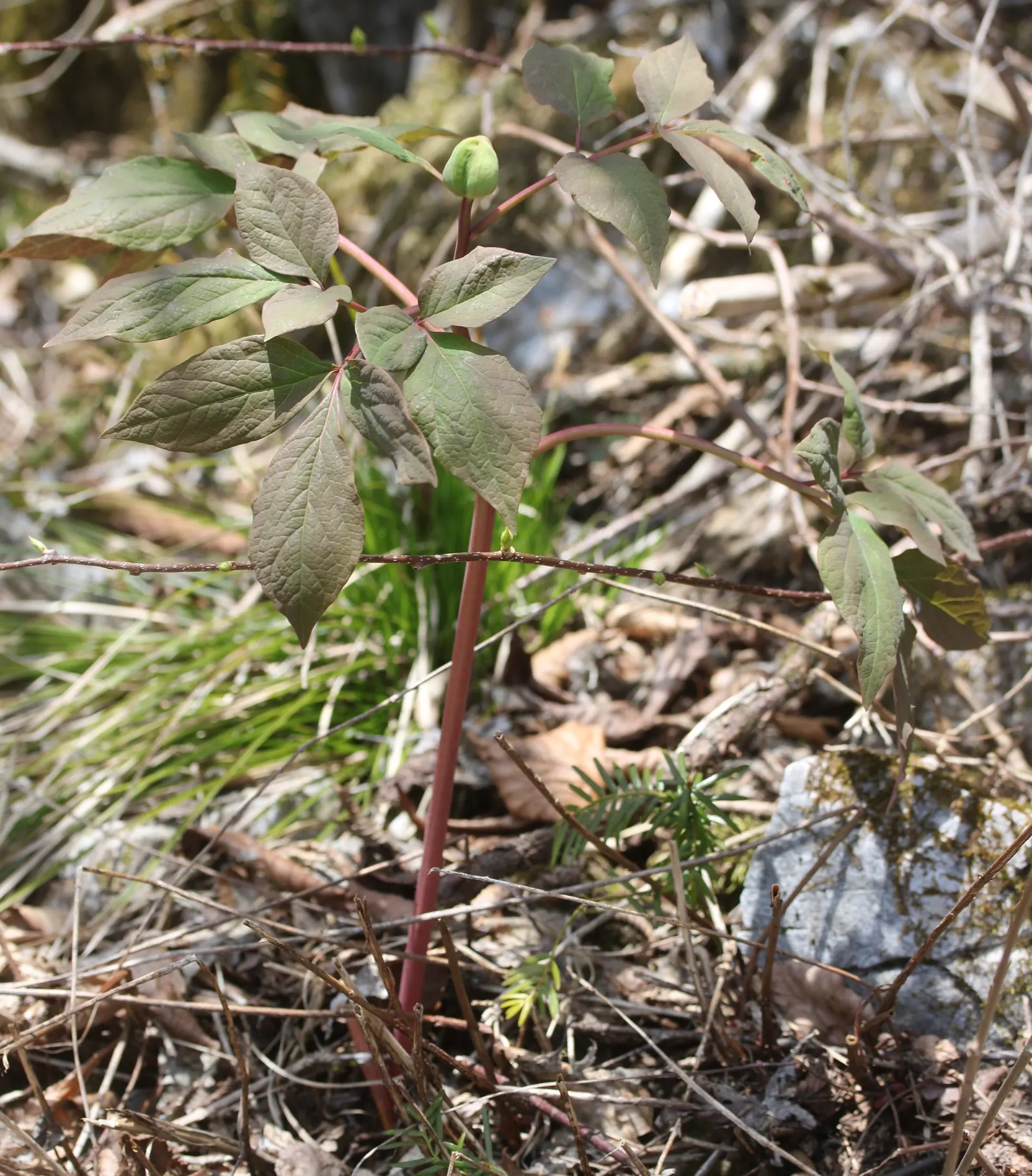 Obovate Peony (Paeonia Obovata) — this plant reveals single to semi-double; the Obovate Peony reaches a mature height ranging from 16 to 24 inches