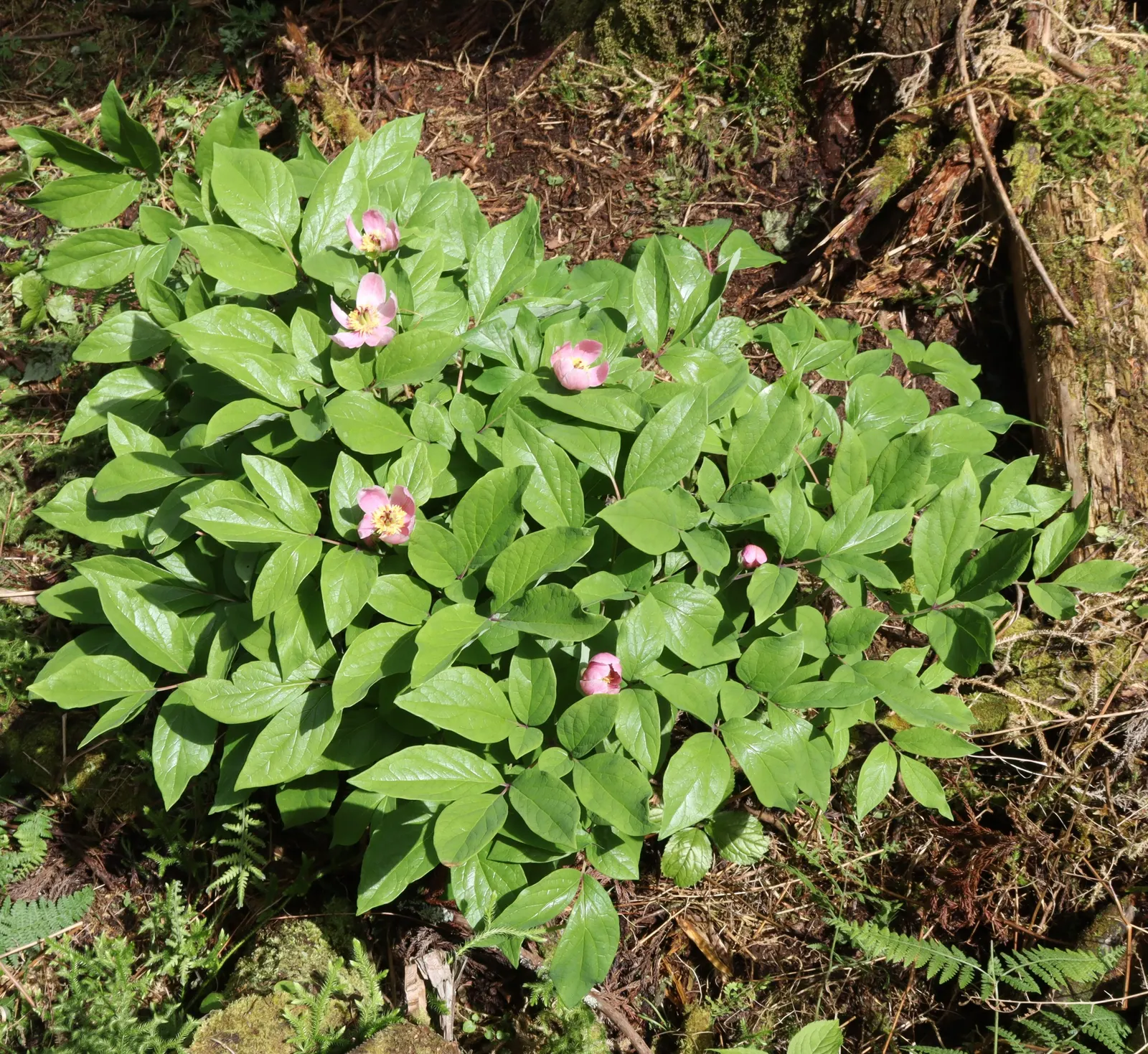 Obovate Peony (Paeonia Obovata) — it thrives in partial shade and well-drained soil; demonstrating a resilience suitable for a variety of temperate, image 51