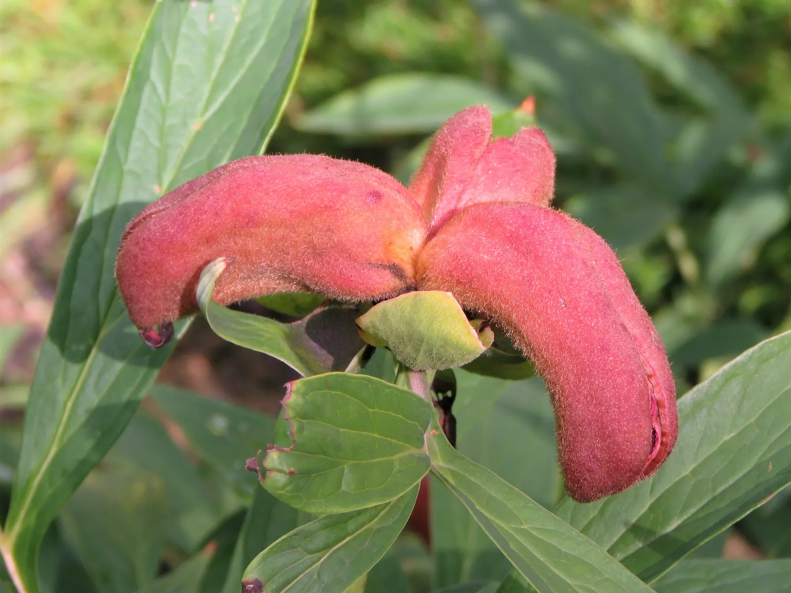 Obovate Peony (Paeonia Obovata) — this plant reveals single to semi-double