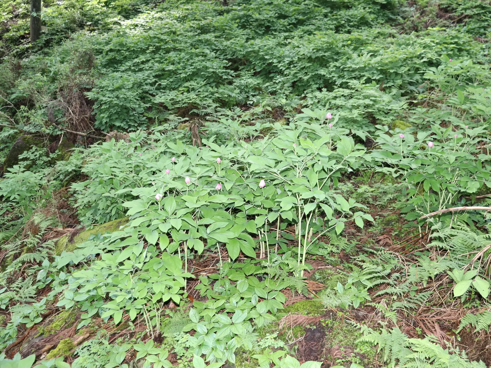 Obovate Peony (Paeonia Obovata) — perennial for full
