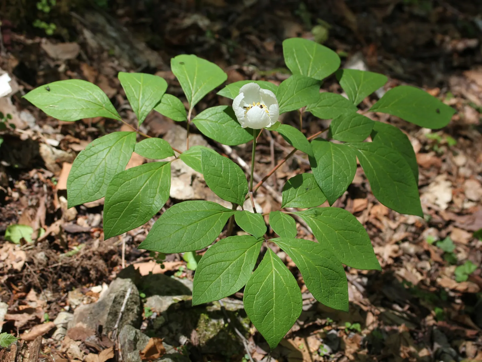 Obovate Peony (Paeonia Obovata) — the Obovate Peony reaches a mature height ranging from 16 to 24 inches