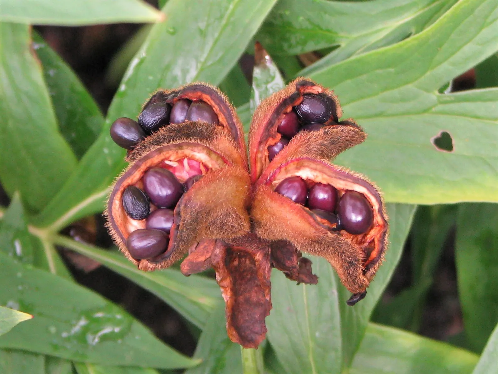 Obovate Peony (Paeonia Obovata) — it requires well-drained soil enriched with organic matter and a position that gets partial to full sunlight