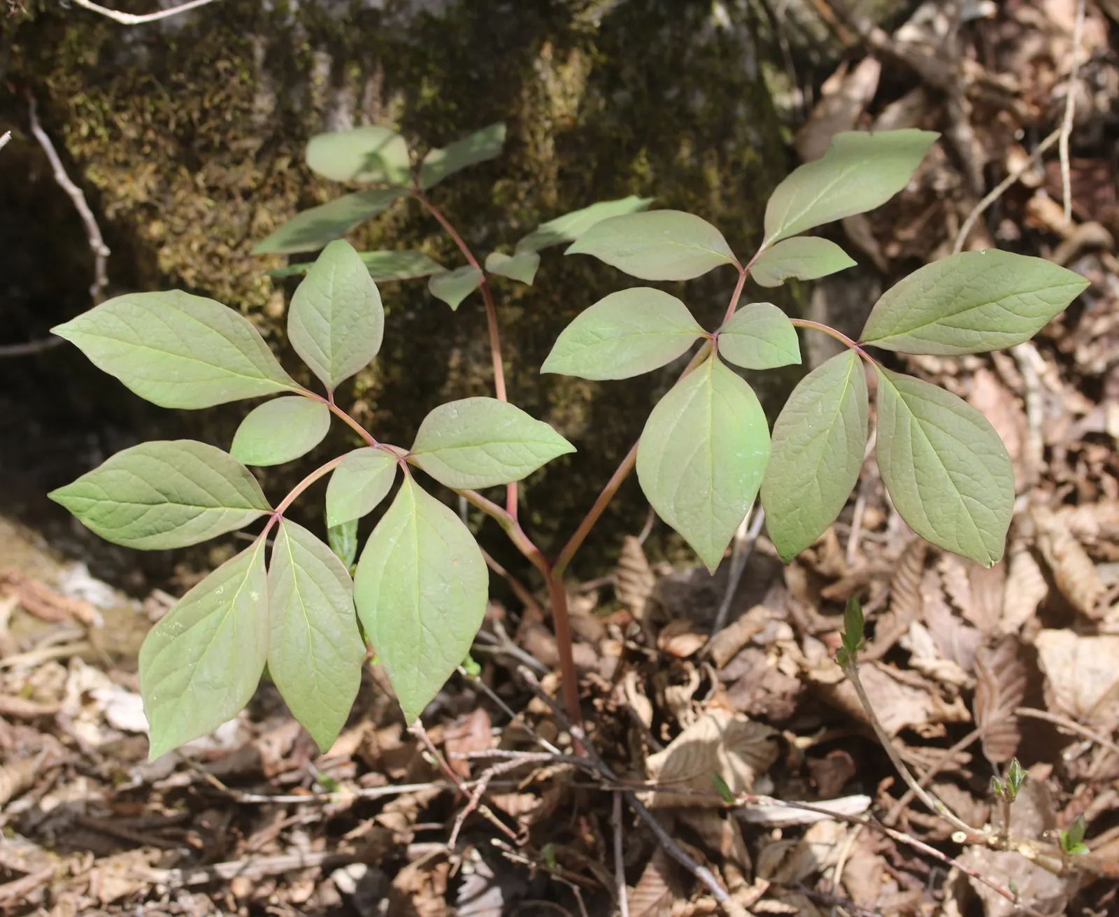 Obovate Peony (Paeonia Obovata) — belongs to the Paeoniaceae family and thrives in USDA Hardiness Zones 4 through 8; commonly referred to as the Obovate Peony