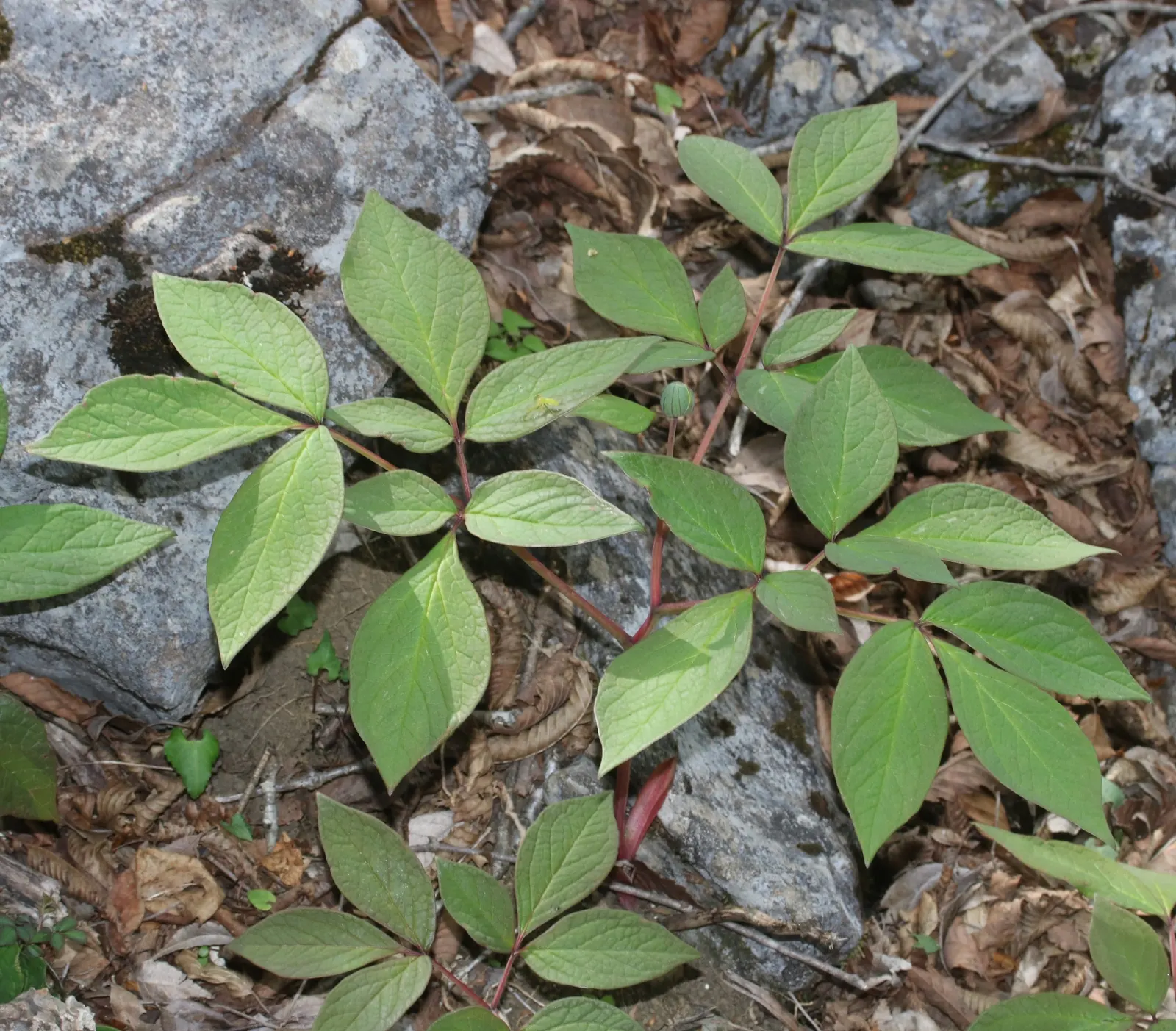Obovate Peony (Paeonia Obovata) — often with a central burst of yellow stamens