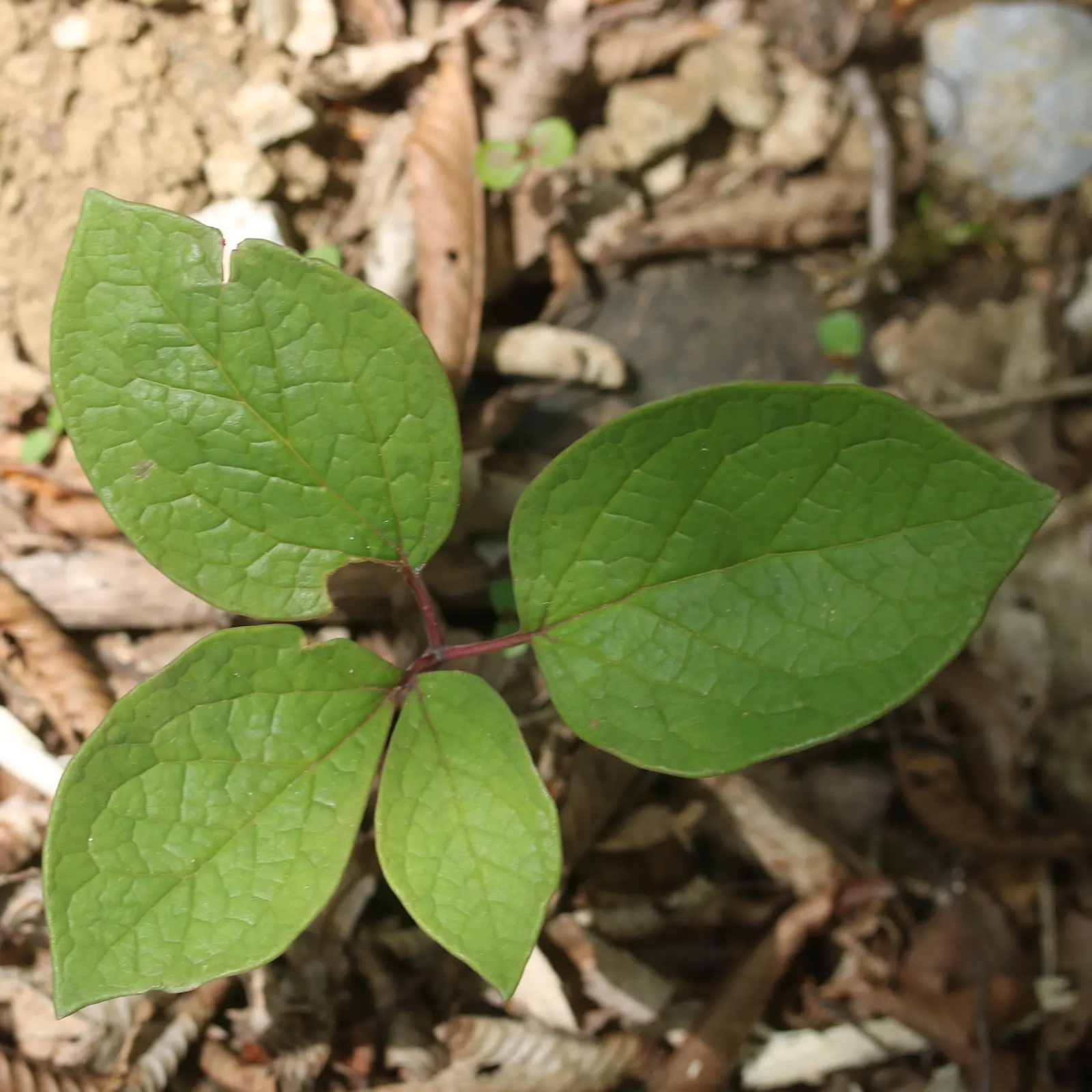 Obovate Peony (Paeonia Obovata) — bowl-shaped flowers in spring