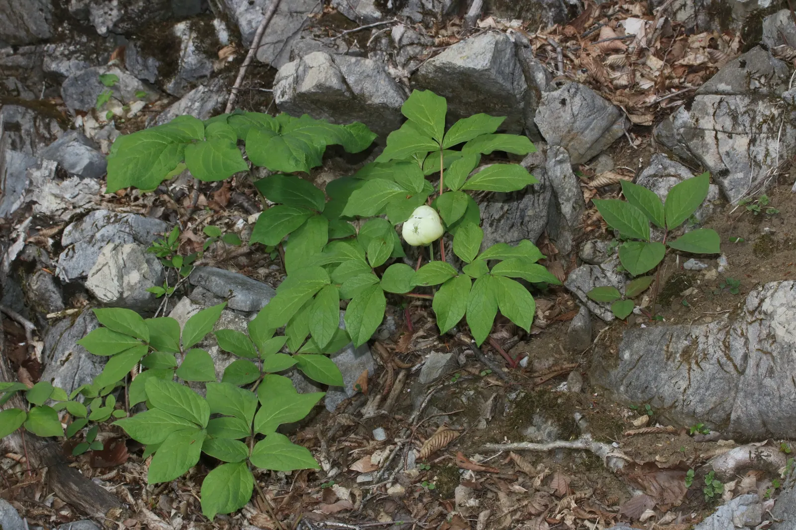 Obovate Peony (Paeonia Obovata) — bowl-shaped flowers in spring; making for an eye-catching mid-border or understory plant, image 48