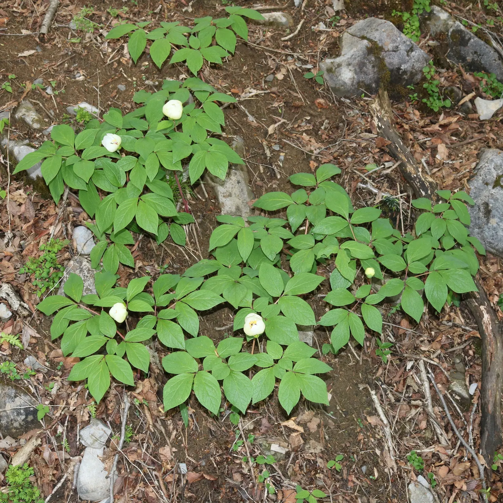 Obovate Peony (Paeonia Obovata) — commonly referred to as the Obovate Peony; perennial for full, image 53