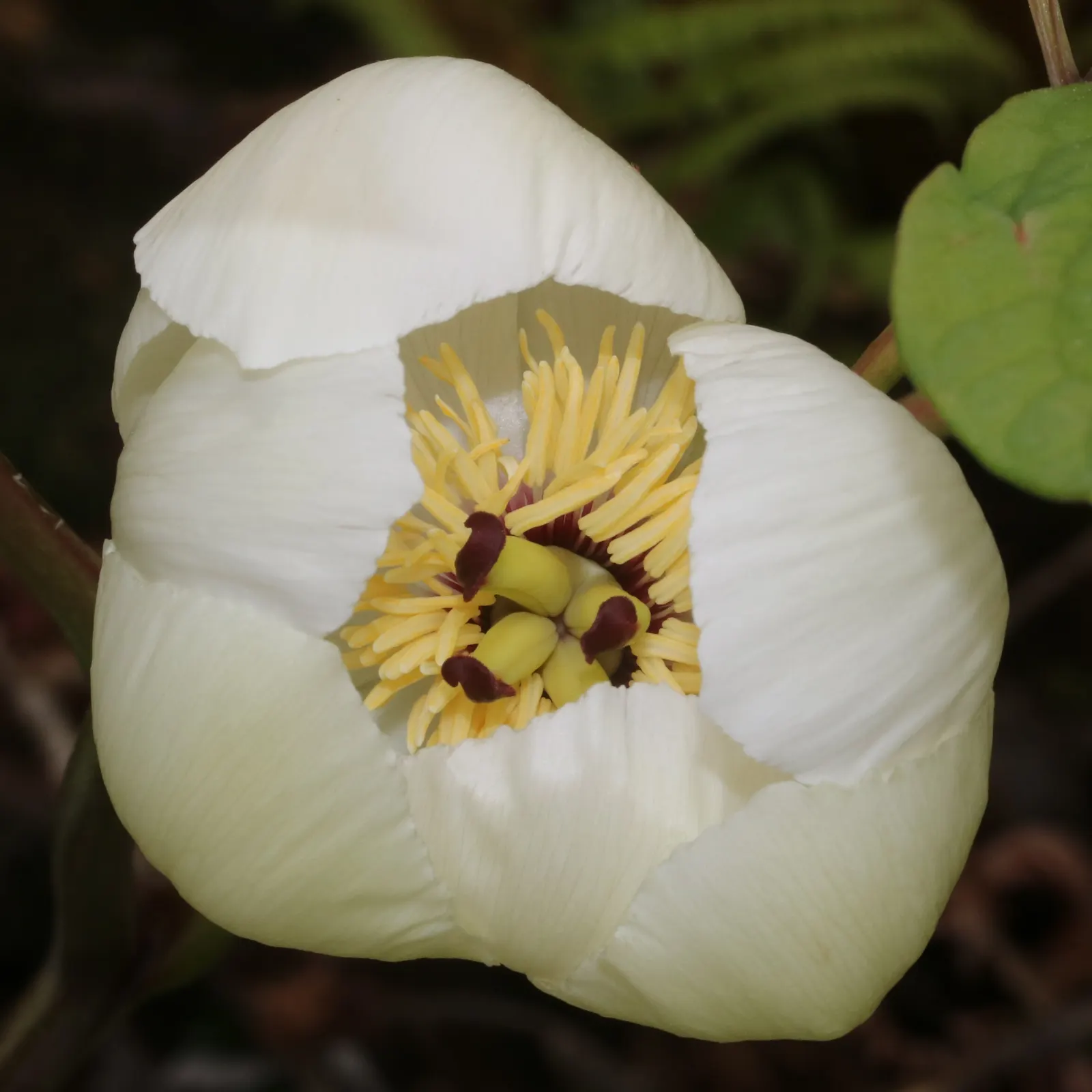 Obovate Peony (Paeonia Obovata) — contributing both elegance and ecological benefits as it attracts essential pollinators; perennial with red blooms