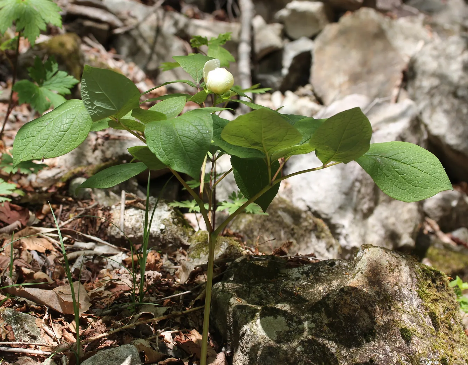 Obovate Peony (Paeonia Obovata) — perennial with red blooms
