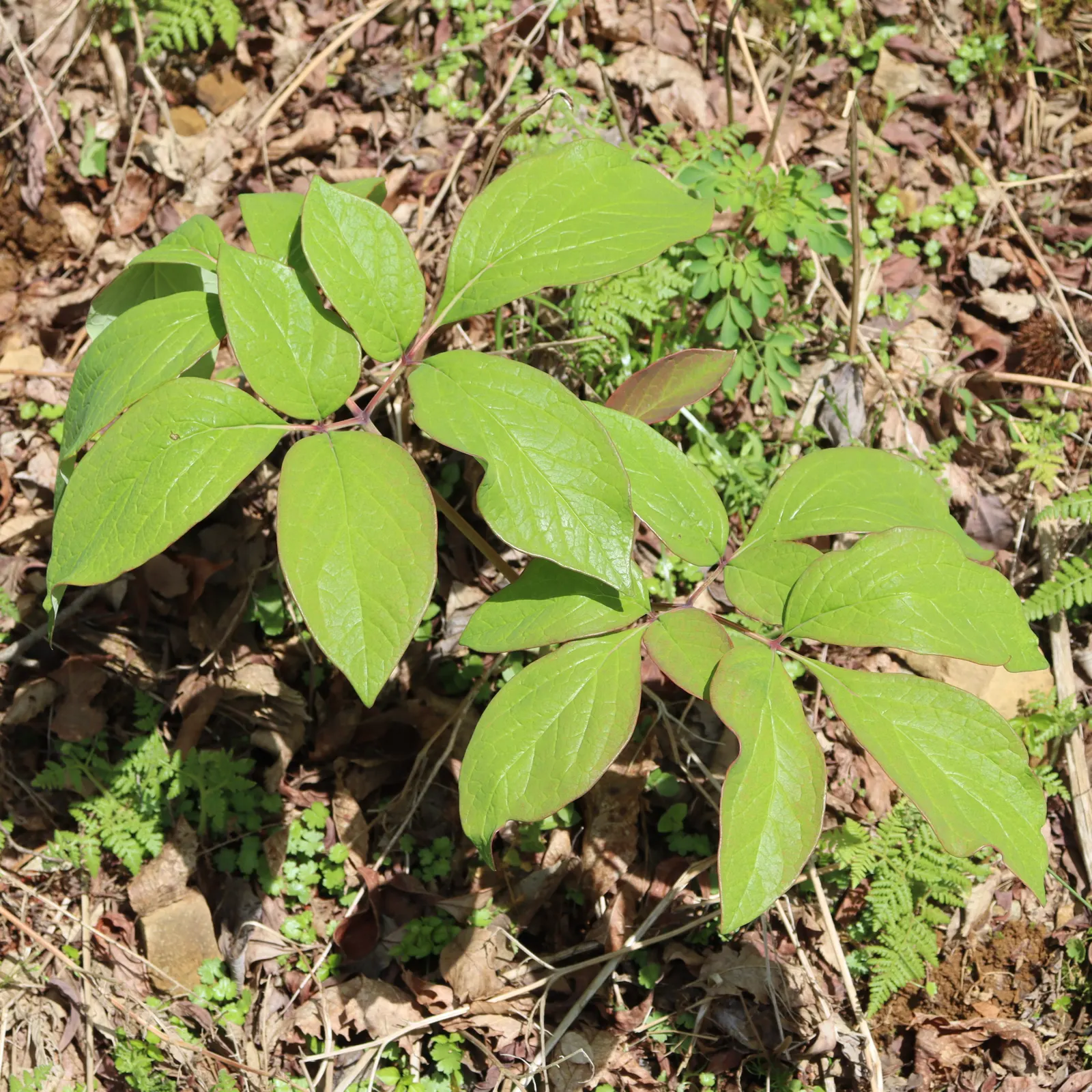 Obovate Peony (Paeonia Obovata) — ranging from white to pink